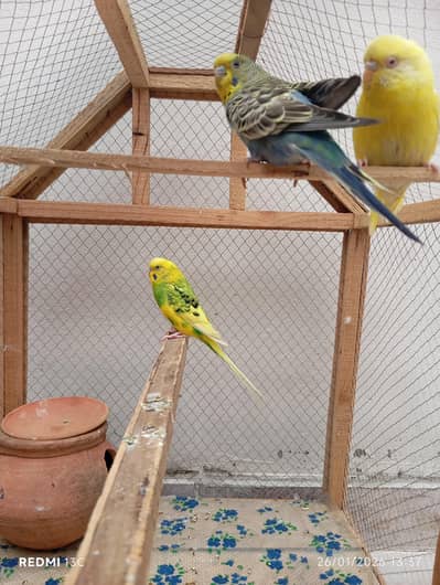 Australian parrots with cage