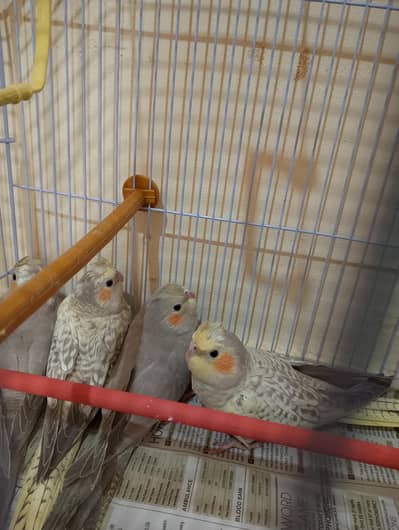 Healthy beautiful Coctails  for sale