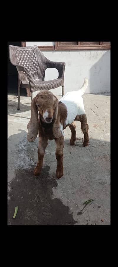 Amritsari bital | Beetal | Bakra | بکرا | Beetal kid | Goat For Sale
