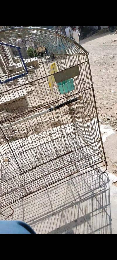 full start best singing canery male video available