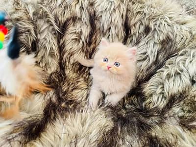 Long cord female white collar beautiful