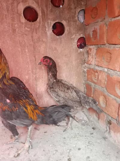 aseel burmi vet pair