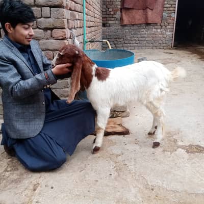 Goat for sale 03125111601. & 02 Turkey Dumby