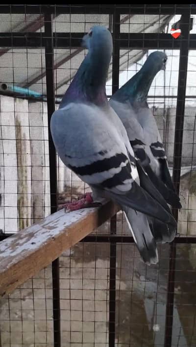 Blue bar pigeon homar breeder pair
