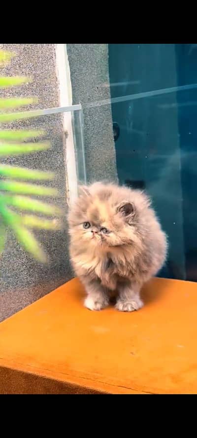 pure Persian cat vaccinated triple coated WhatsApp/03317823482