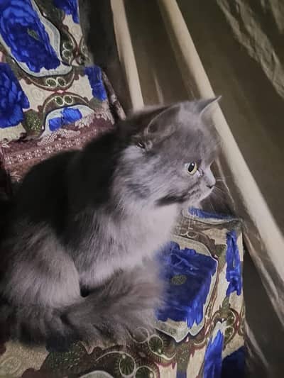 American gray cat triple coded