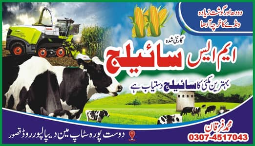 Corn Silage / Animal feed / makai sailage ,03074517043