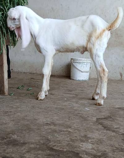 goat for sale rajanpuri