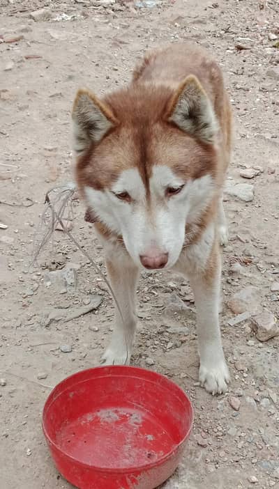 Siberian husky breed