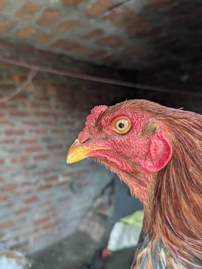 mianwali aseel patha