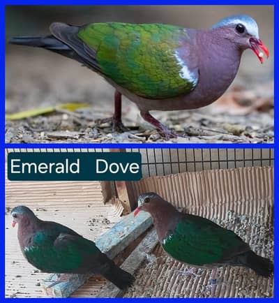 All kinds of Doves For Sale in Pakistan at O345-6260920