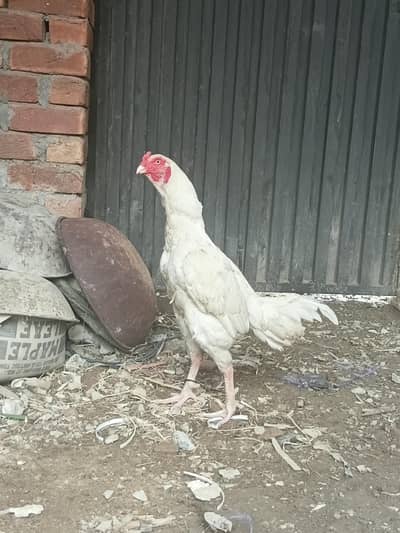 hera aseel male available for sell