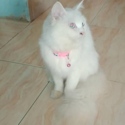 Persian cat available for sale full size 6 months age urgent sale