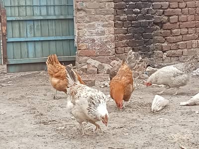 Desi hens 03294054129