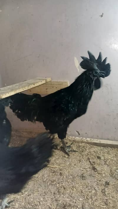 Ayam cemani Black meet