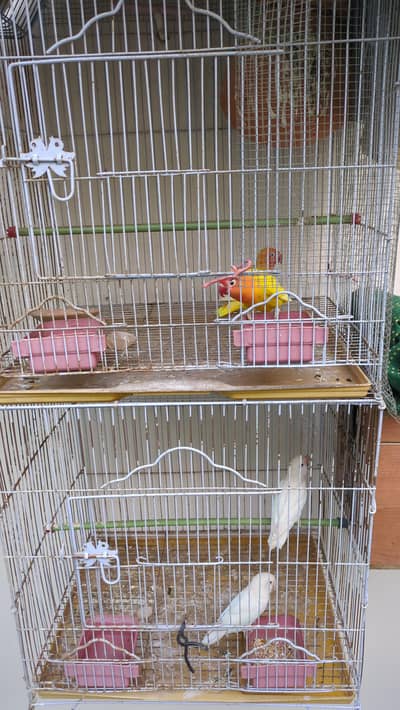 lovebirds sale