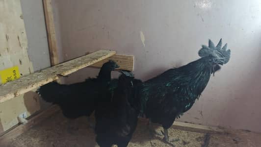 Ayam cemani Black meet