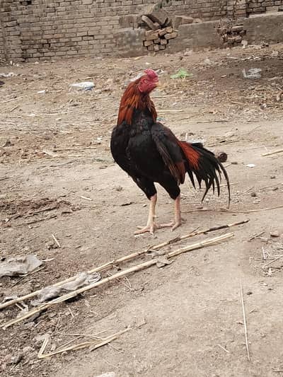 Quality Aseel jora for sale. bhtreen cheese ha.