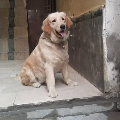 pedigree breeder female