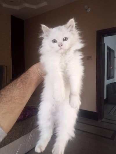 female kitten triple coat