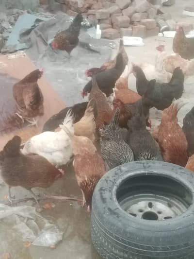 golden misri hen egg ling granti