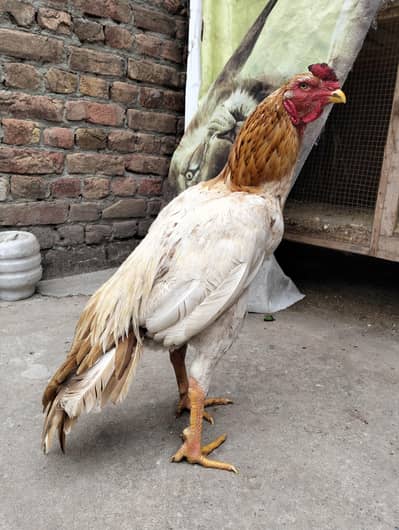 sontol Patha available