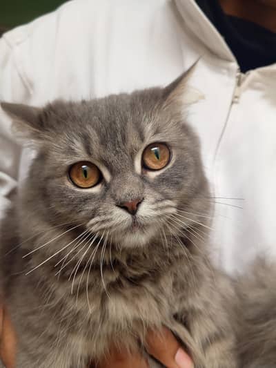Grey persian cat “Snowy Grey Princess       Adorable Fluffy Cat”
