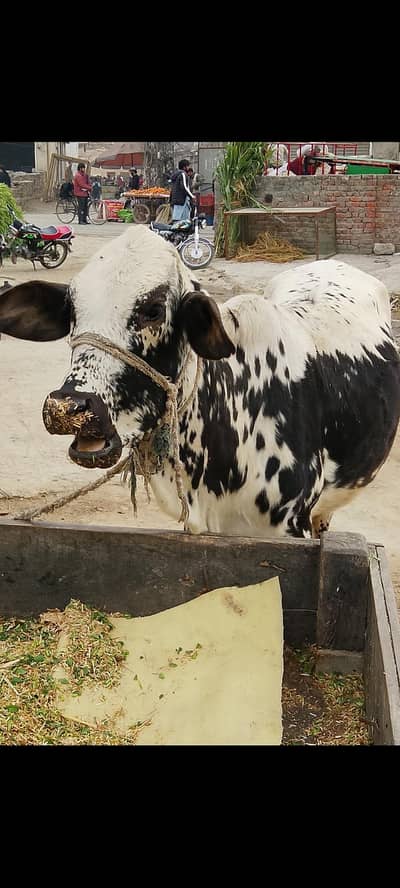 ماشاءاللہ ااعلی  کوالٹی کی وحری  فور سیل