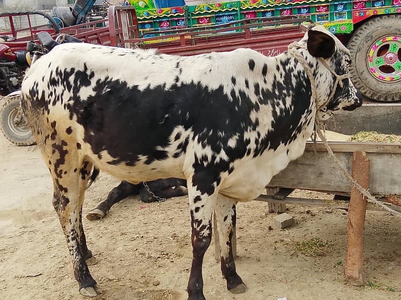 ماشاءاللہ ااعلی  کوالٹی کی وحری  فور سیل 1