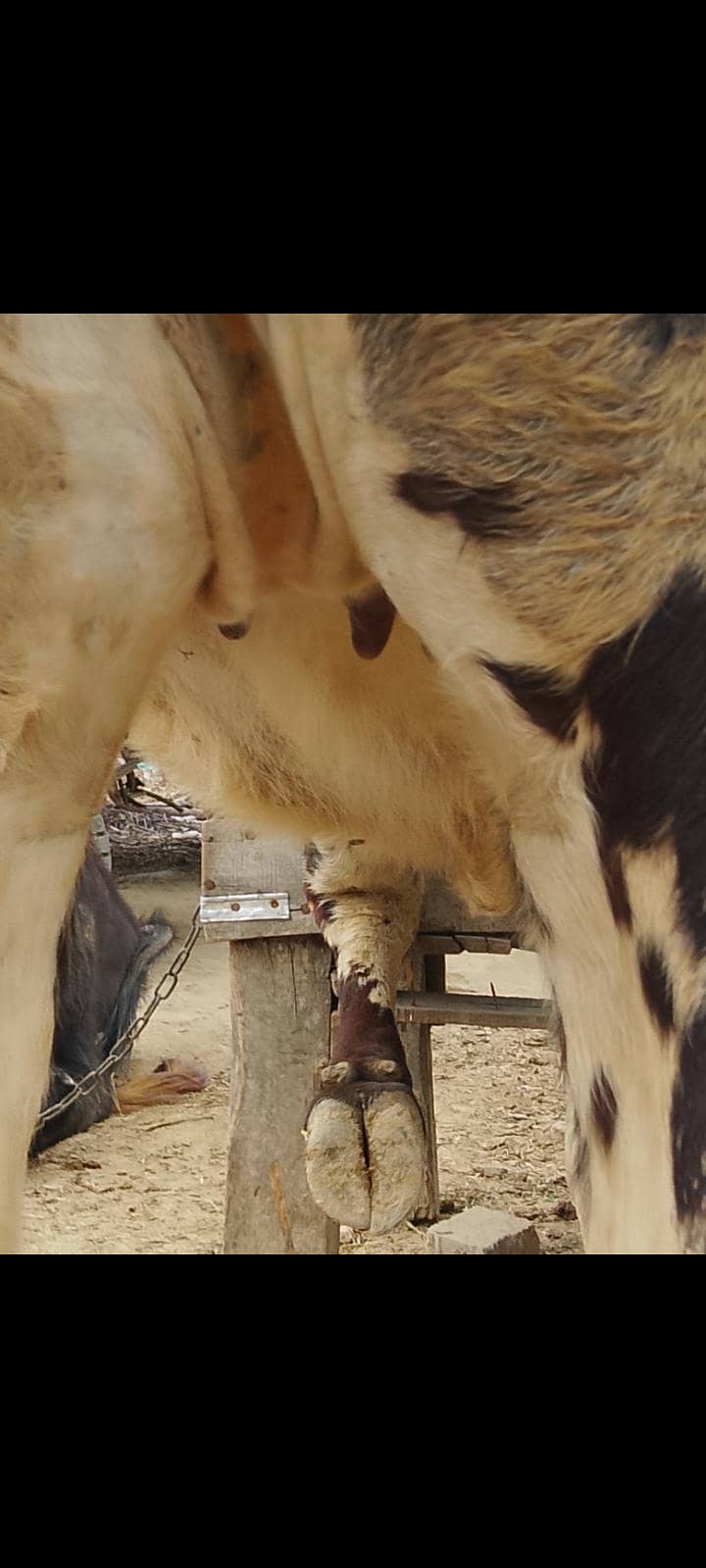 ماشاءاللہ ااعلی  کوالٹی کی وحری  فور سیل 4