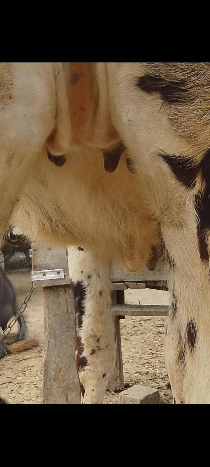 ماشاءاللہ ااعلی  کوالٹی کی وحری  فور سیل 5