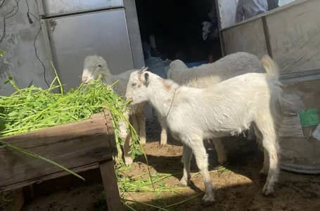 2 Bakra tapra