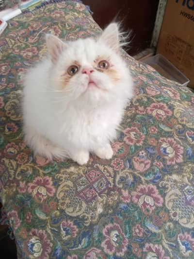 peke punch kitten for sale