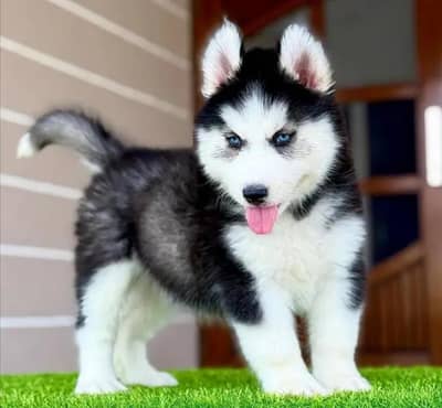 Siberian Husky puppies 03425655411