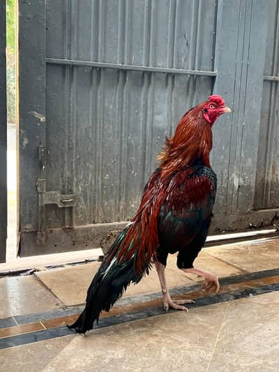 high quality Aseel murga available