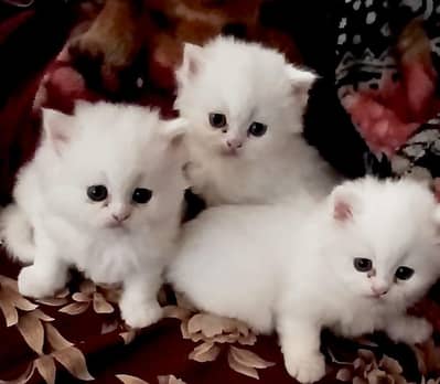 Persian kittens