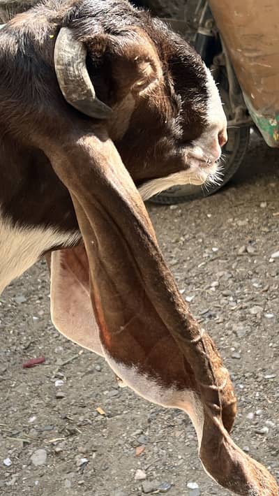 urgent sale 2 kamori gualbi bakri