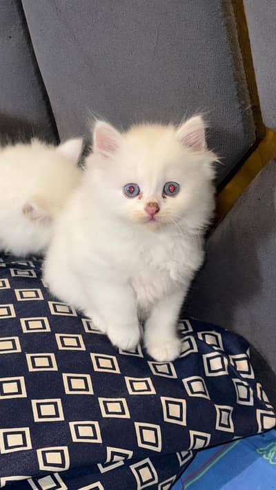 Persian Triple Coated White Kitten
