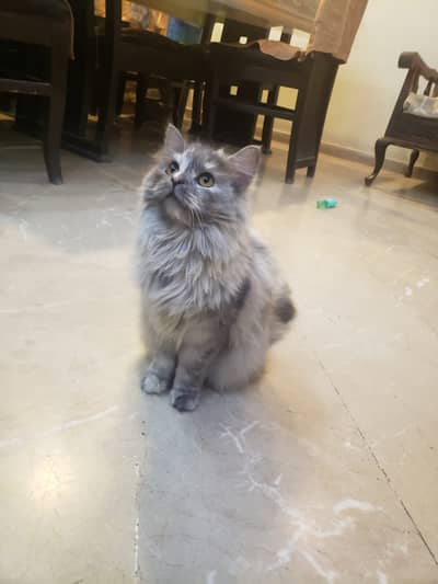 Persian cat (8 months)
