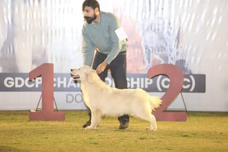 Top pedigree and bloodline Golden retriever male pups