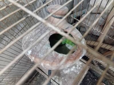 parrot pair for sale