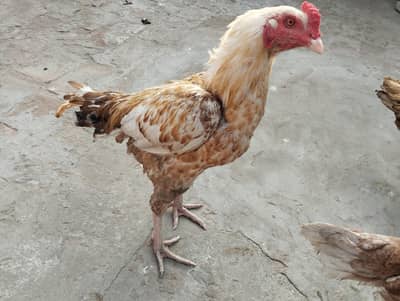 Strong & Pure Aseel Cock – Proud Look, Powerful Build