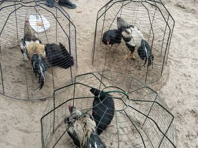 3 sindhi aseel pairs for sale