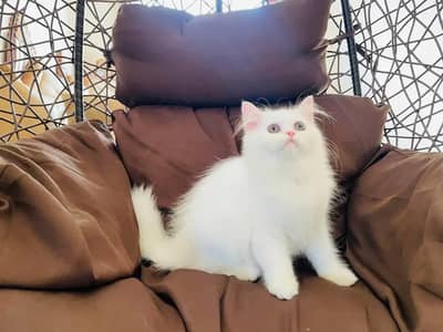 Persian kitten Cash On Delivey WhatsApp number 03263667129