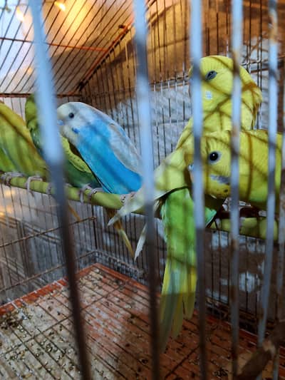 Budgies Chicks