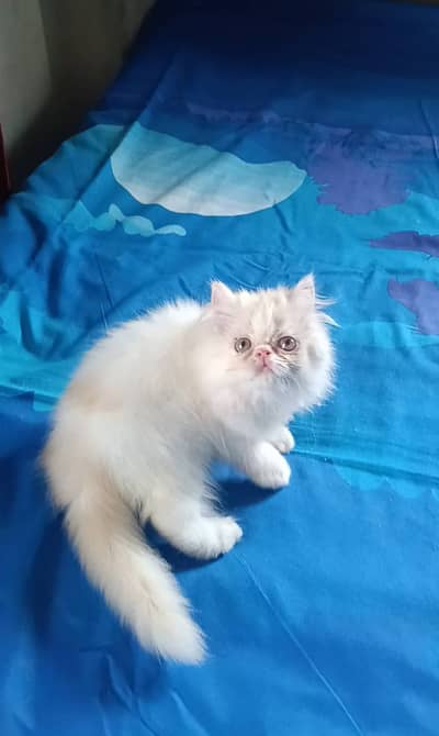 Persian kitten Cash On Delivey WhatsApp number 03263667129