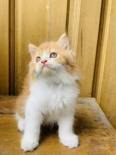 Persian kitten Cash On Delivey WhatsApp number 03263667129