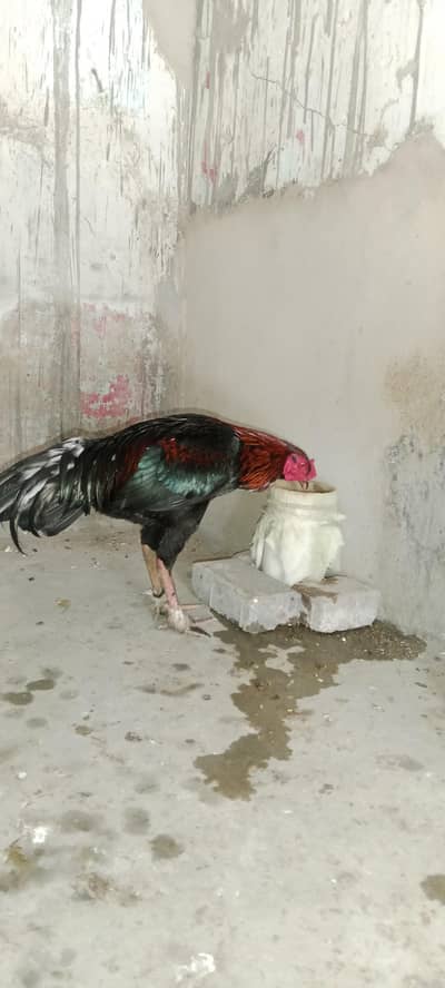 Jai Murga hai re sale karna hai mujhe