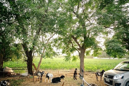 Agrculture Land For Sale