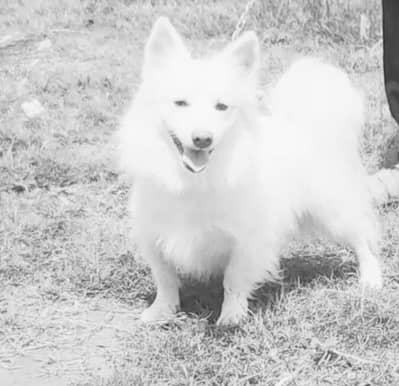 o siez russain female  for sale